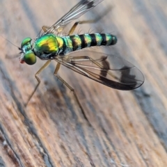Austrosciapus sp. (genus) (Long-legged fly) at Vincentia, NSW - 29 Dec 2023 by Miranda