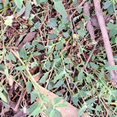 Einadia nutans (Climbing Saltbush) at Watson, ACT - 29 Dec 2023 by abread111