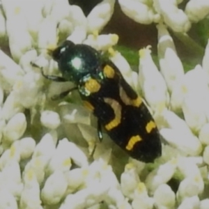 Castiarina flavopicta at Tidbinbilla Nature Reserve - 28 Dec 2023 11:06 AM