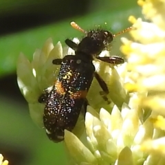 Eleale pulchra (Clerid beetle) at Tidbinbilla Nature Reserve - 28 Dec 2023 by JohnBundock