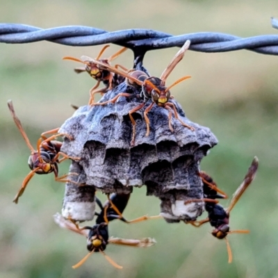 Polistes (Polistella) humilis (Common Paper Wasp) at Bombowlee, NSW - 27 Dec 2023 by HelenCross