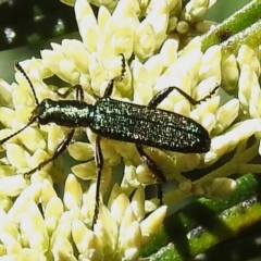 Eleale aspera (Clerid beetle) at Kambah, ACT - 28 Dec 2023 by JohnBundock