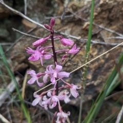 Dipodium roseum (Rosy Hyacinth Orchid) at Tidbinbilla Nature Reserve - 29 Dec 2023 by Rebeccajgee