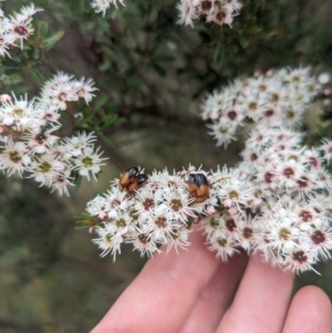 Phyllotocus macleayi at Tidbinbilla Nature Reserve - 29 Dec 2023 02:29 PM