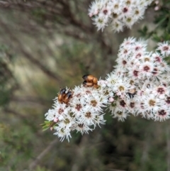 Phyllotocus macleayi at Tidbinbilla Nature Reserve - 29 Dec 2023 02:29 PM