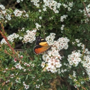 Vanessa itea at Namadgi National Park - 29 Dec 2023 02:11 PM