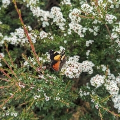 Vanessa itea at Namadgi National Park - 29 Dec 2023 02:11 PM