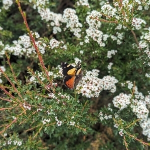 Vanessa itea at Namadgi National Park - 29 Dec 2023