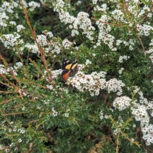 Vanessa itea at Namadgi National Park - 29 Dec 2023 02:11 PM