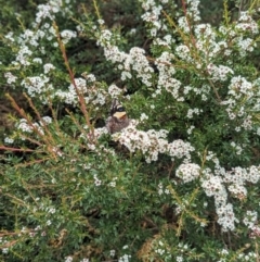 Vanessa itea at Namadgi National Park - 29 Dec 2023 02:11 PM