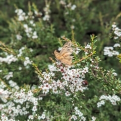 Heteronympha merope (Common Brown Butterfly) at Kambah, ACT - 29 Dec 2023 by Rebeccajgee