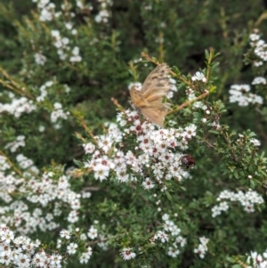 Heteronympha merope at Namadgi National Park - 29 Dec 2023