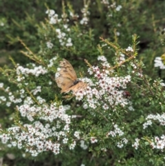 Heteronympha merope at Namadgi National Park - 29 Dec 2023