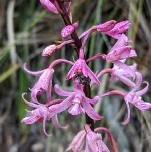 Dipodium roseum at Tidbinbilla Nature Reserve - 29 Dec 2023