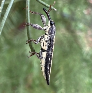 Rhinotia adelaidae at Mount Ainslie - 29 Dec 2023 03:46 PM