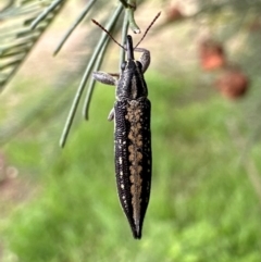 Rhinotia adelaidae at Mount Ainslie - 29 Dec 2023