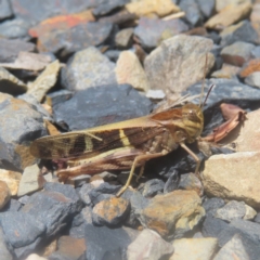 Gastrimargus musicus (Yellow-winged Locust or Grasshopper) at QPRC LGA - 28 Dec 2023 by MatthewFrawley