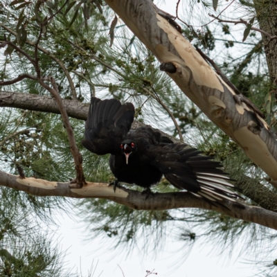 Corcorax melanorhamphos (White-winged Chough) at Higgins, ACT - 29 Dec 2023 by Untidy
