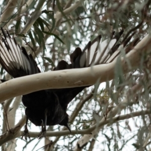 Corcorax melanorhamphos at Higgins Woodland - 29 Dec 2023 01:13 PM