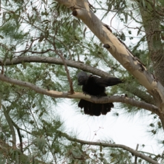 Corcorax melanorhamphos at Higgins Woodland - 29 Dec 2023 01:13 PM