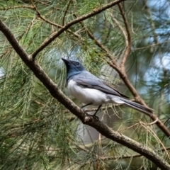 Myiagra rubecula (Leaden Flycatcher) at Wingecarribee Local Government Area - 28 Dec 2023 by Aussiegall