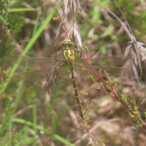 Austrogomphus guerini at QPRC LGA - 28 Dec 2023 11:55 AM