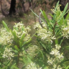 Lomatia myricoides at QPRC LGA - 28 Dec 2023