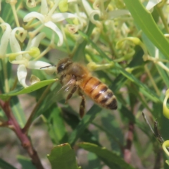 Apis mellifera (European honey bee) at Bombay, NSW - 28 Dec 2023 by MatthewFrawley