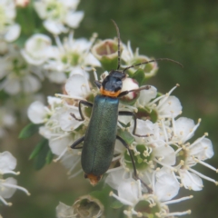 Chauliognathus lugubris (Plague Soldier Beetle) at QPRC LGA - 28 Dec 2023 by MatthewFrawley