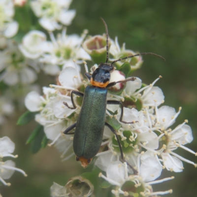 Chauliognathus lugubris (Plague Soldier Beetle) at QPRC LGA - 28 Dec 2023 by MatthewFrawley