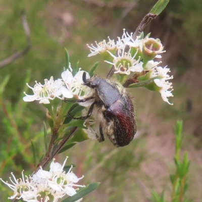 Bisallardiana gymnopleura (Brown flower chafer) at QPRC LGA - 28 Dec 2023 by MatthewFrawley