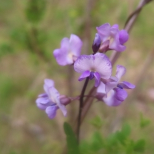 Glycine microphylla at QPRC LGA - 28 Dec 2023 12:30 PM