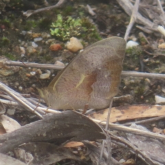 Heteronympha merope (Common Brown Butterfly) at QPRC LGA - 28 Dec 2023 by MatthewFrawley