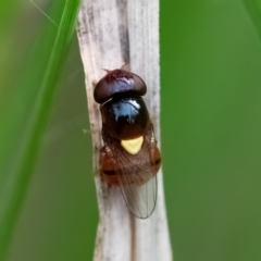 Chloropidae (family) (Frit fly) at Higgins, ACT - 29 Dec 2023 by Untidy