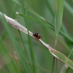 Chloropidae (family) at Higgins Woodland - 29 Dec 2023