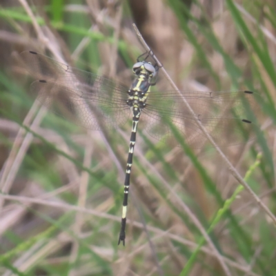 Parasynthemis regina (Royal Tigertail) at Bombay, NSW - 28 Dec 2023 by MatthewFrawley