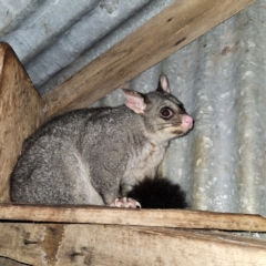 Trichosurus vulpecula (Common Brushtail Possum) at QPRC LGA - 28 Dec 2023 by MatthewFrawley