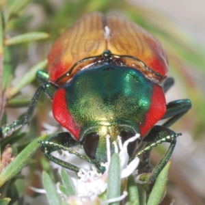 Temognatha affinis at suppressed - 29 Dec 2023