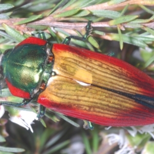 Temognatha affinis at suppressed - suppressed
