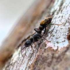 Myrmecia piliventris (Golden tail bull ant) at Higgins, ACT - 29 Dec 2023 by Untidy