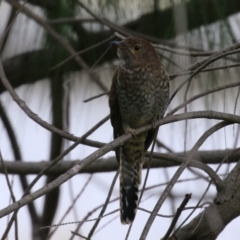 Cacomantis flabelliformis (Fan-tailed Cuckoo) at Isabella Pond - 29 Dec 2023 by RodDeb
