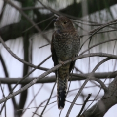 Cacomantis flabelliformis at Tuggeranong Creek to Monash Grassland - 29 Dec 2023 02:00 PM