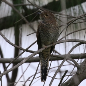 Cacomantis flabelliformis at Tuggeranong Creek to Monash Grassland - 29 Dec 2023 02:00 PM