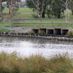 Phalacrocorax sulcirostris at Tuggeranong Creek to Monash Grassland - 29 Dec 2023 12:29 PM