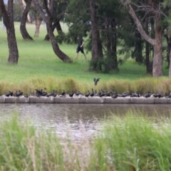 Phalacrocorax sulcirostris at Tuggeranong Creek to Monash Grassland - 29 Dec 2023 12:29 PM