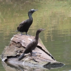 Phalacrocorax sulcirostris at Tuggeranong Creek to Monash Grassland - 29 Dec 2023 12:29 PM