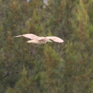 Nycticorax caledonicus at Isabella Pond - 29 Dec 2023