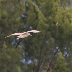 Nycticorax caledonicus at Isabella Pond - 29 Dec 2023