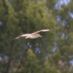 Nycticorax caledonicus at Isabella Pond - 29 Dec 2023