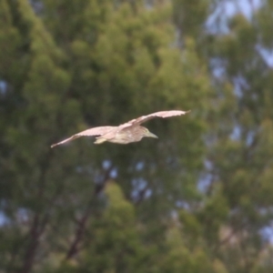 Nycticorax caledonicus at Isabella Pond - 29 Dec 2023